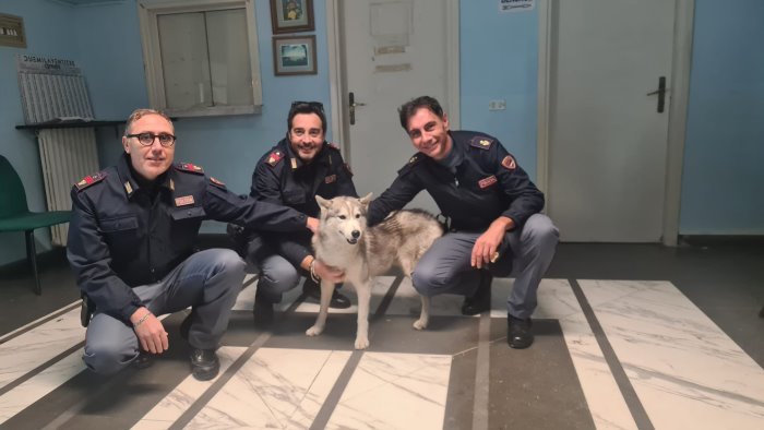 cane husky vaga disorientato e viene arruolato dagli agenti di polizia