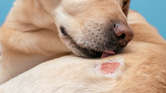 ha sparato e ferito un cane con un fucile ad aria compressa assolto