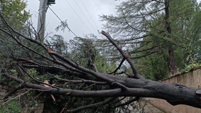 forti raffiche di vento nel sannio alberi caduti e black out