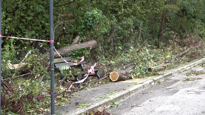 maltempo disagi ad avellino cade albero in via ferrante