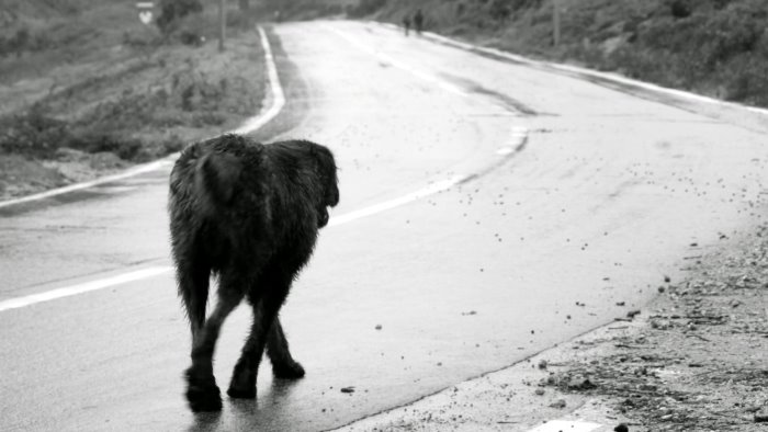 cani randagi a baronissi la denuncia di un cittadino aggredita una bambina