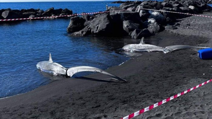 trovati morti sulla spiaggia di torre del greco due esemplari di squalo volpe