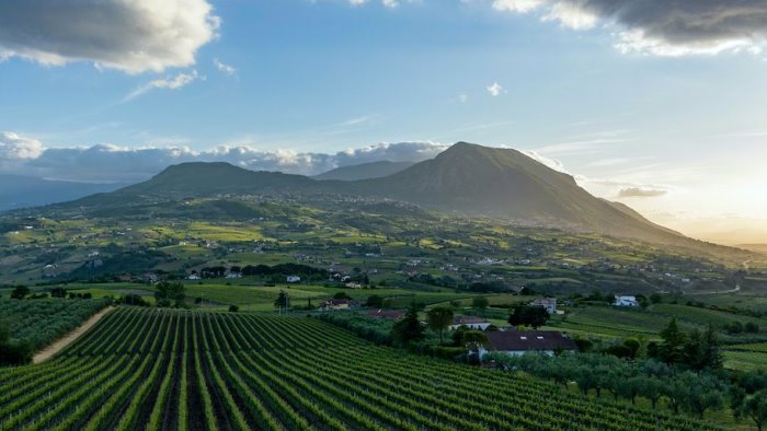 sostenibilita del settore vitivinicolo c e il piano