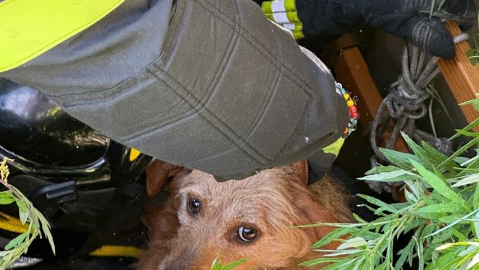 precipita in un pozzo cagnolino salvato dai vigili del fuoco