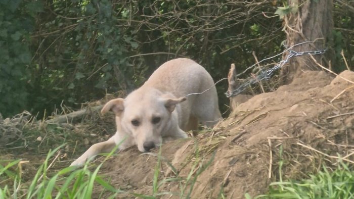 ariano salvataggio di un cane in pericolo da parte dei vigili del fuoco