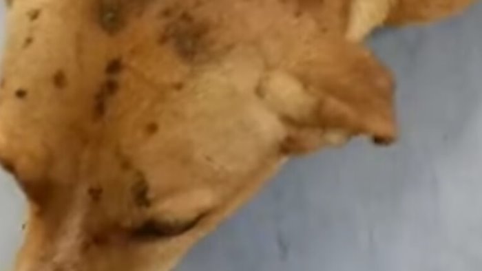 olio bollente su un cagnolino i volontari aiutateci a trovare i colpevoli