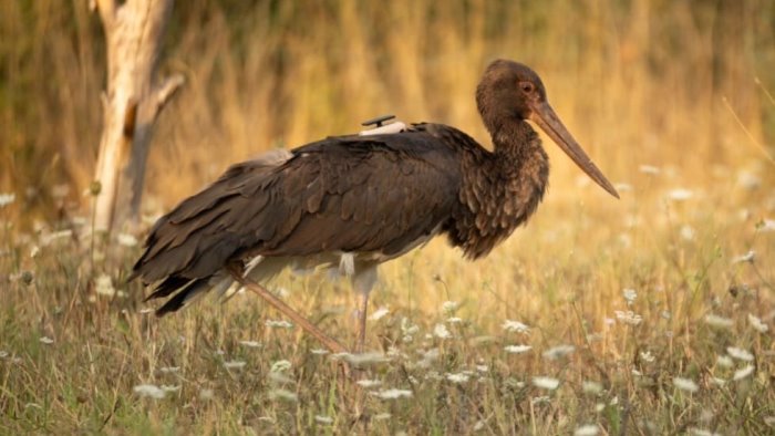 il miracolo della cicogna nera ferita gravemente operata e di nuovo in volo