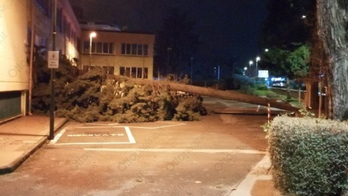 avellino maltempo e raffiche di vento cade albero nel cortile della scuola