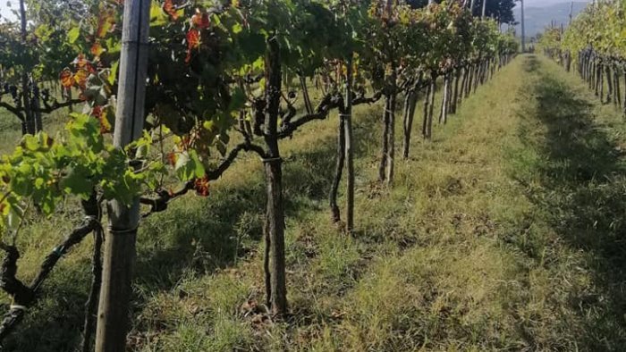 tutela paesaggistica e valorizzazione vigneti campani accordo per il futuro