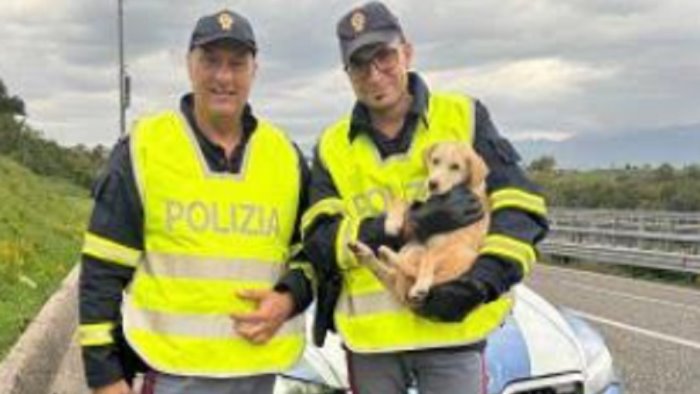 sicignano la polizia salva un cucciolo che vagava in autostrada