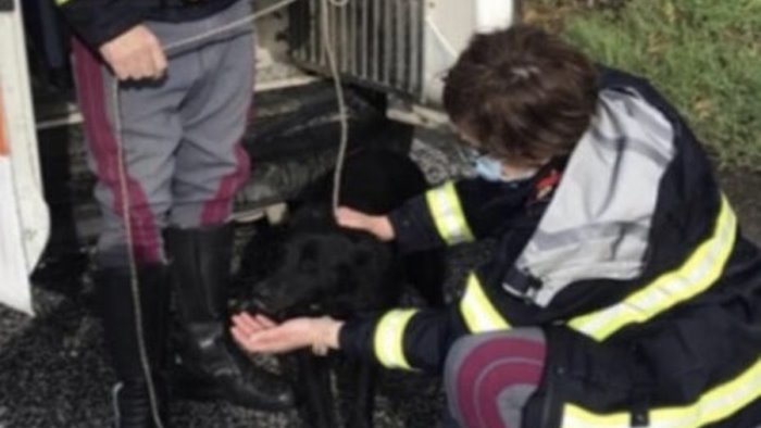 salvataggio di un cane nella notte da parte della polstrada