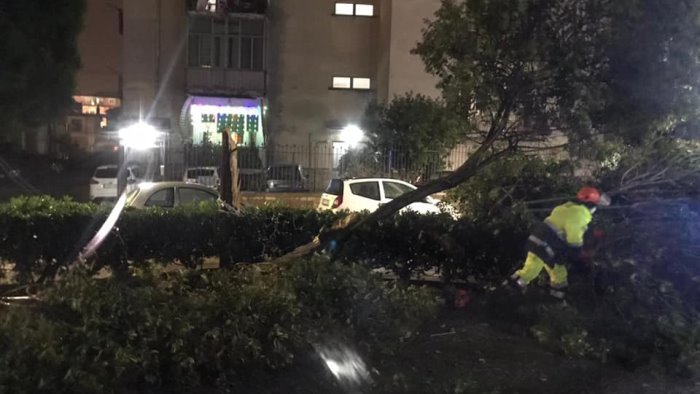 alberi abbattuti vento forte e mareggiate si contano i danni