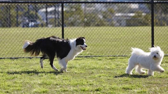 a pellezzano nasce la prima dog area