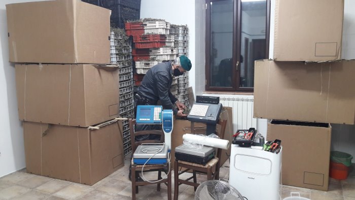 scoperta e sequestrata una piantagione illegale di canapa sativa nel casertano