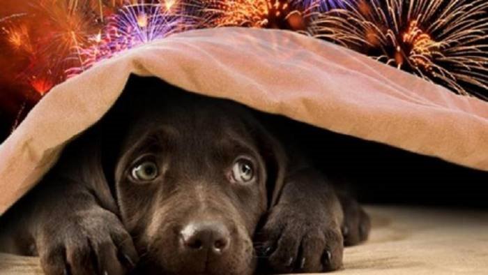 capodanno e alle porte l appello di enpa no ai botti tuteliamo gli animali