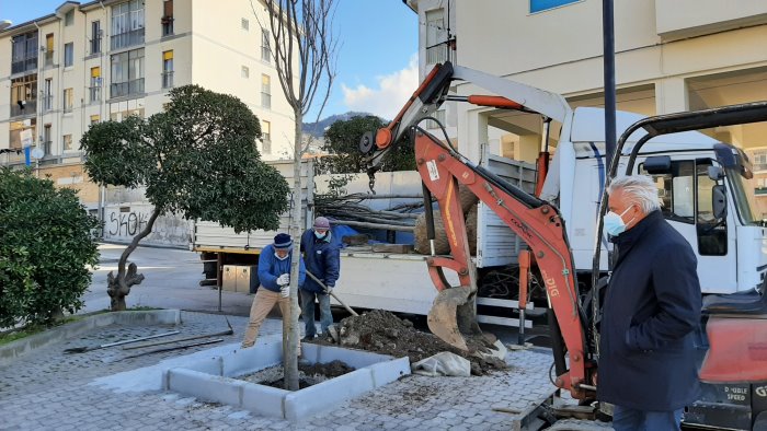 salerno aderisce al progetto un albero per abitante nuove alberature in citta