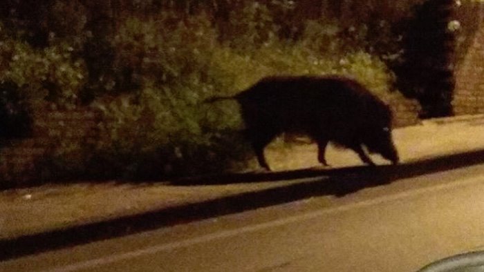 cilentana ancora un incidente stradale causato da un cinghiale