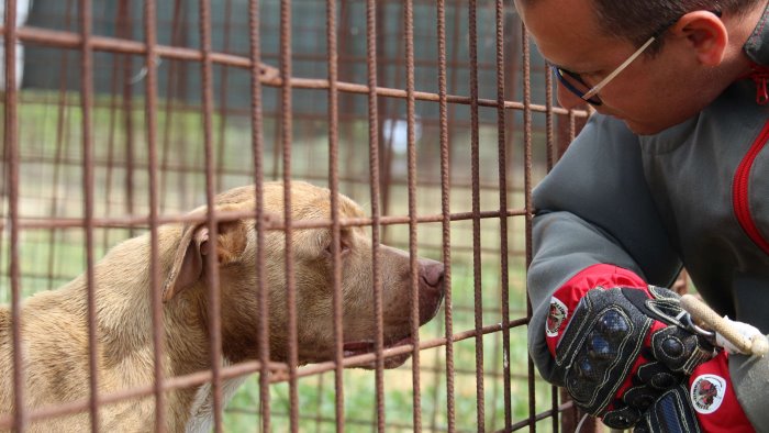 cicatrici e violenze sui pitbull da combattimento animali tratti in salvo