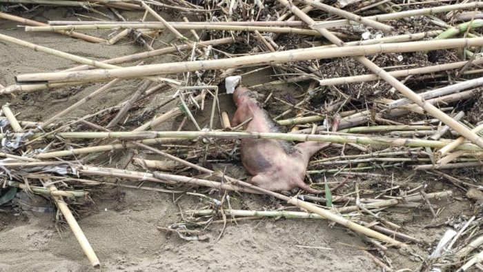 orrore sulla spiaggia di capaccio carcasse di gatto in buste di plastica