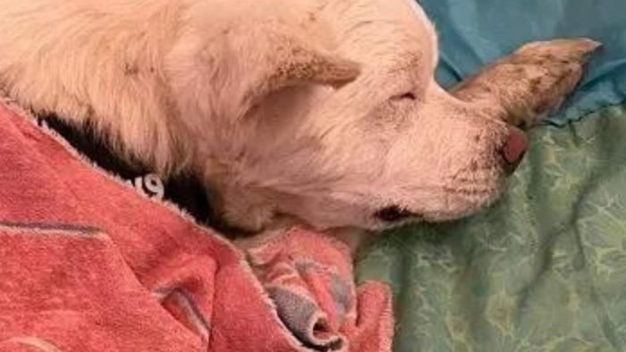 ischia yuki il cane salvato dopo 3 giorni aspettava nell auto i padroni morti