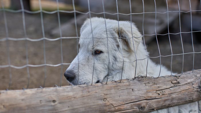 gesualdo cane maremmano ucciso a colpi di fucile si indaga