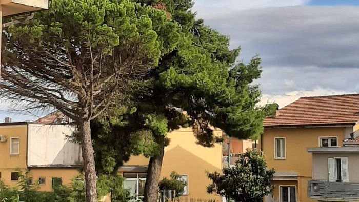 verde cittadino ad avellino iniziati interventi per piantumare nuovi alberi