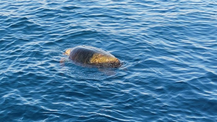 area marina protetta un finaziamento della regione per tutelare le tartarughe