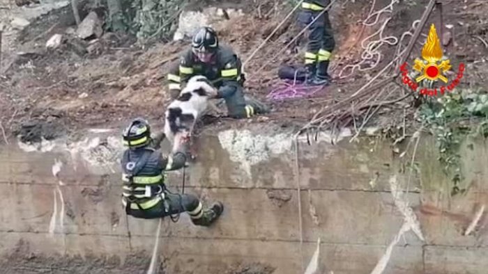 marzano cane precipita in una vasca profonda salvato dai vigili del fuoco