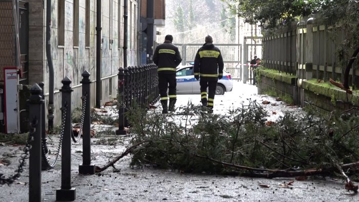 sequoia colpita da fulmine in villa ambientalisti no all abbattimento