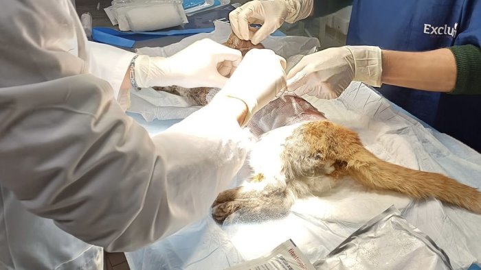 gatto scuoiato vivo iannone inasprire pene per i reati contro gli animali