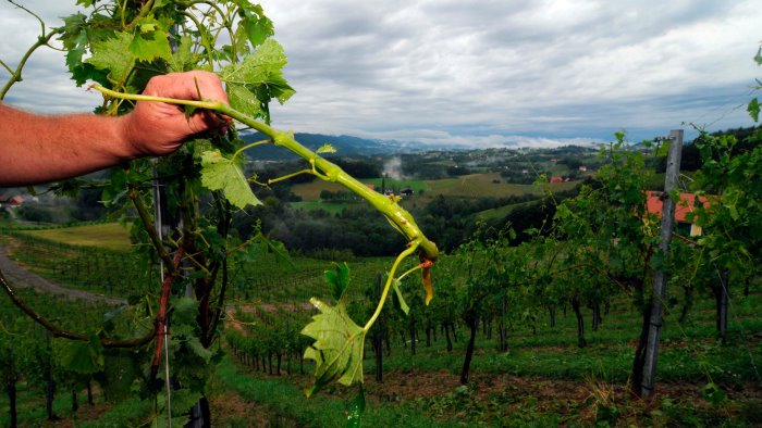 gli effetti dei cambiamenti climatici su viti e olive il piano degli agronomi