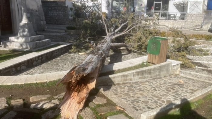 cade un grande cipresso in piazza paura a sanza