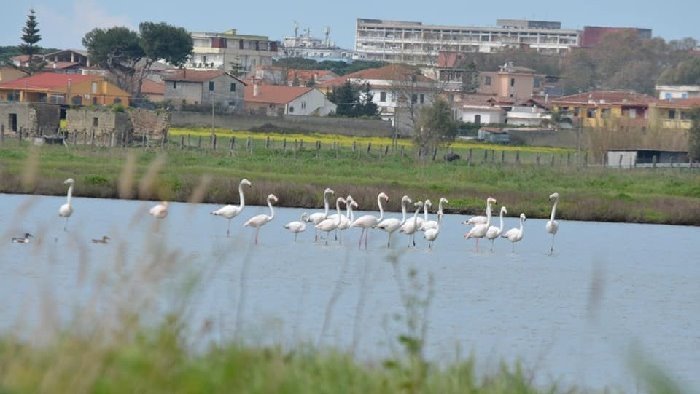 caserta tornano i fenicotteri nell ex area di caccia dei casalesi