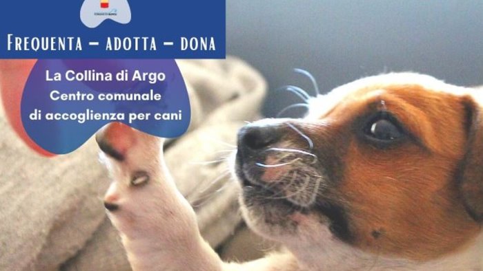 salva una vita cambia la tua a napoli adotta un cane alla collina di argo