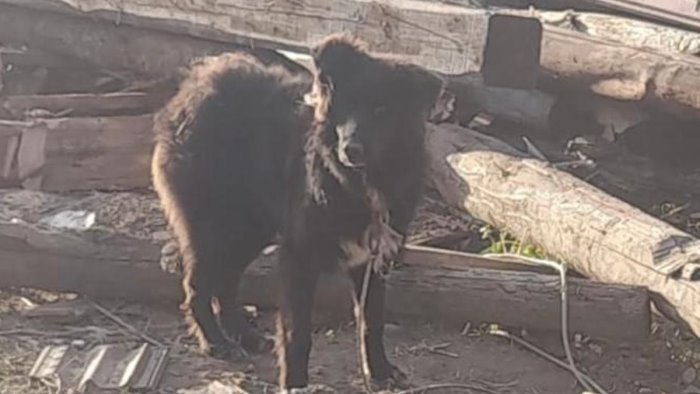 legato con una fune e malnutrito salvato un cane a sassano