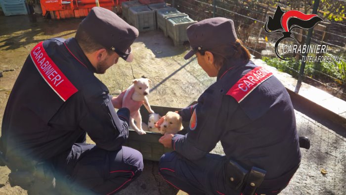 montefredane i carabinieri intervengo per salvare 4 cuccioli di cane