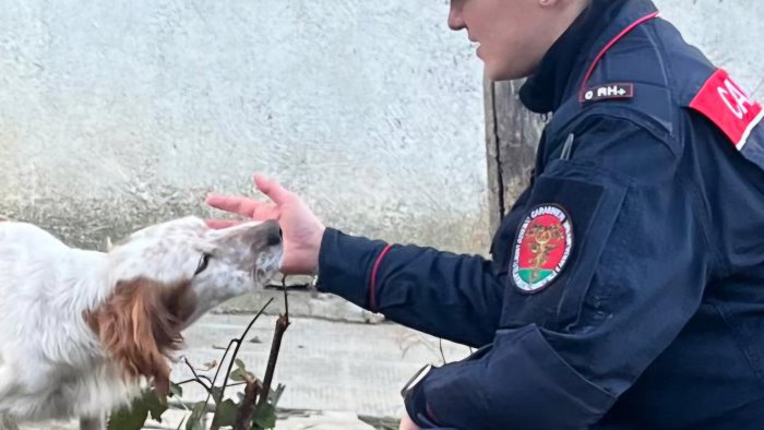 aquilonia cane abbandonato e denutrito soccorso dai carabinieri forestali