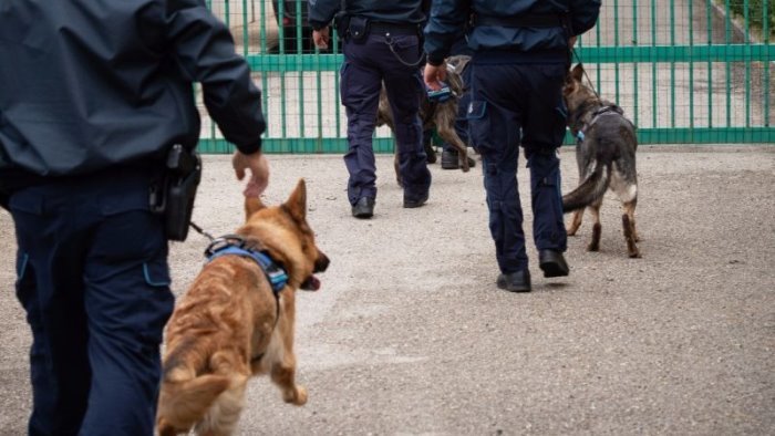 sequestro di droga con i cani spike e a iron del distaccamento di avellino