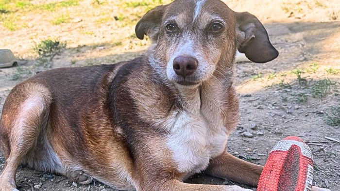 animali anziani e malati nei rifugi l appello di natale