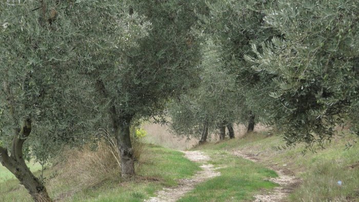 olivicoltura in campania fenomeno abbandono in aumento e aziende in calo