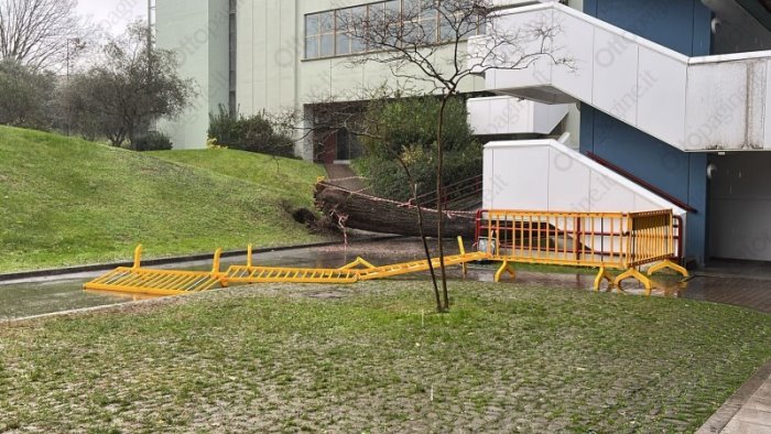 albero caduto solidarieta a universita salerno dalla federico ii