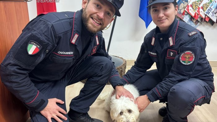 aquilonia i carabinieri soccorrono un cane e lo restituiscono alla proprietaria