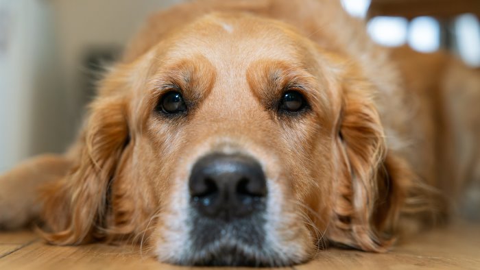 botte e maltrattamenti a un cane denunciato un 43enne