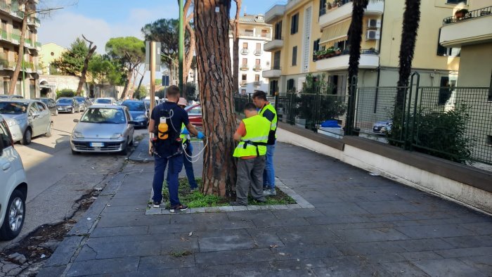 alberi dichiarati pericolosi pronta la delibera per abbattimento e sostituzione