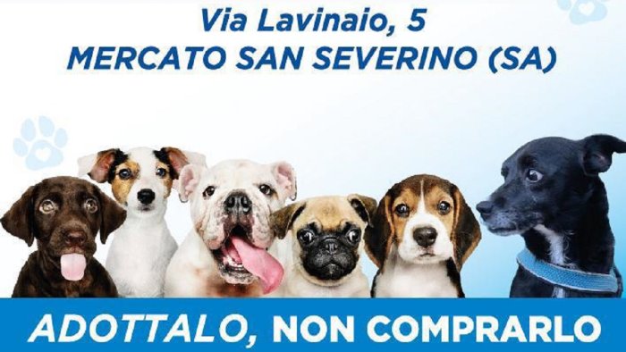 mercato san severino svolta animalista nasce il canile sanitario