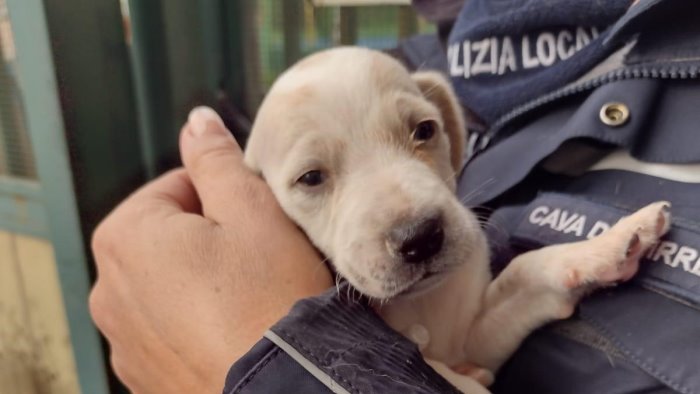 getta due cuccioli nel torrente uno muore l altro salvato per miracolo