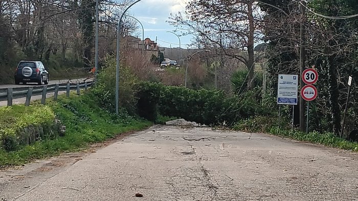 violente raffiche di vento grosso albero si abbatte sulla carreggiata