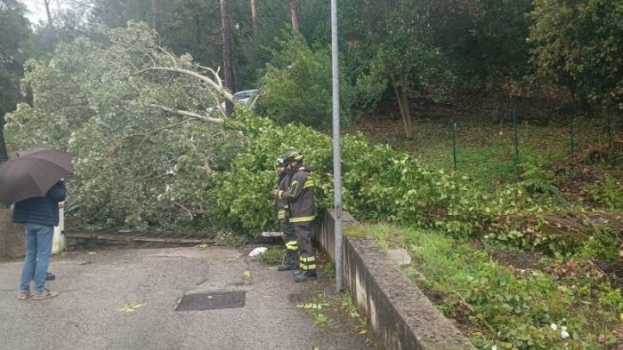 maltempo danni causati dal vento caduti due alberi di alto fusto