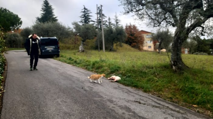 ariano troppi cani abbandonati in strada e alla fine questo e il destino