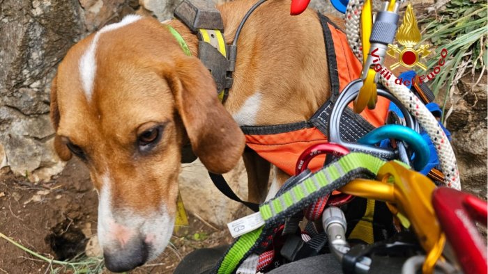 buccino vigili del fuoco impegnati nel salvataggio di due cani segugio